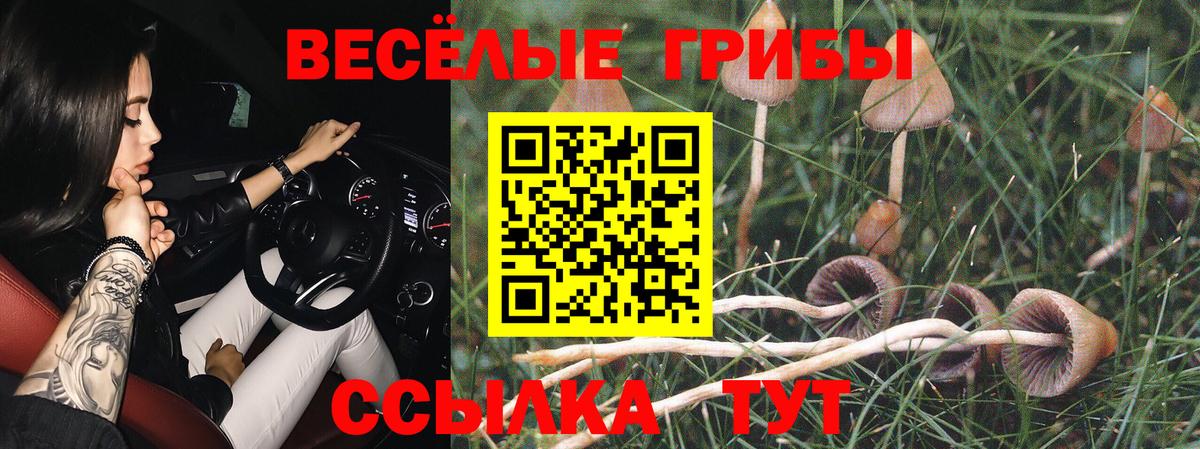 Псилоцибиновые грибы Psilocybine cubensis Горно-Алтайск